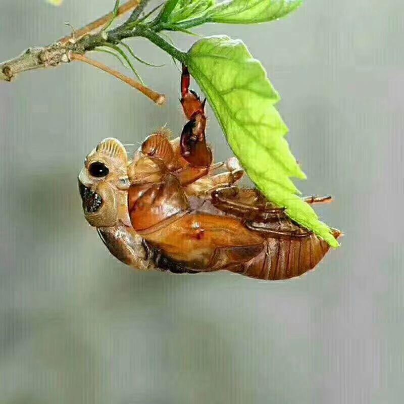 郸城昆虫回收