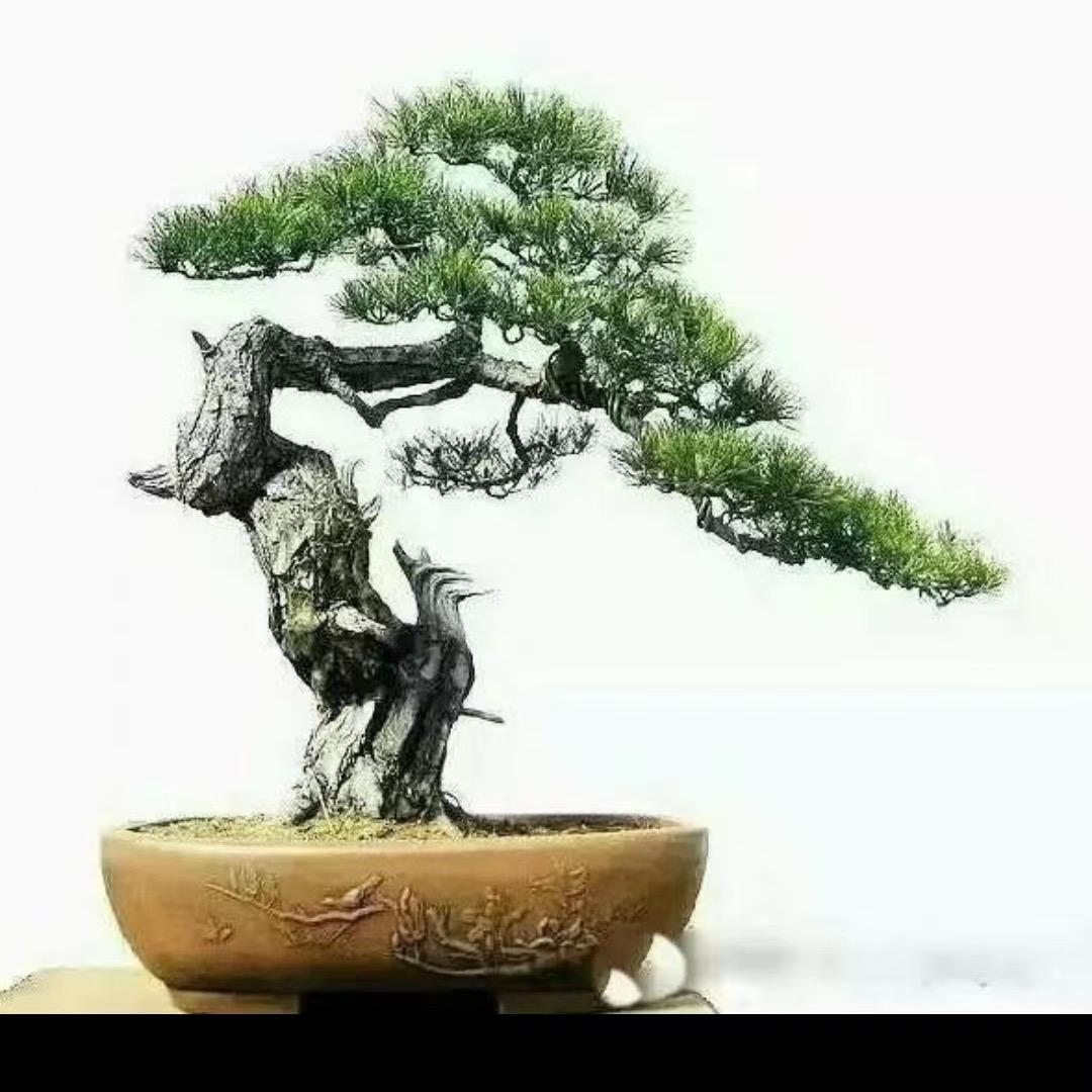 五哥爱盆景