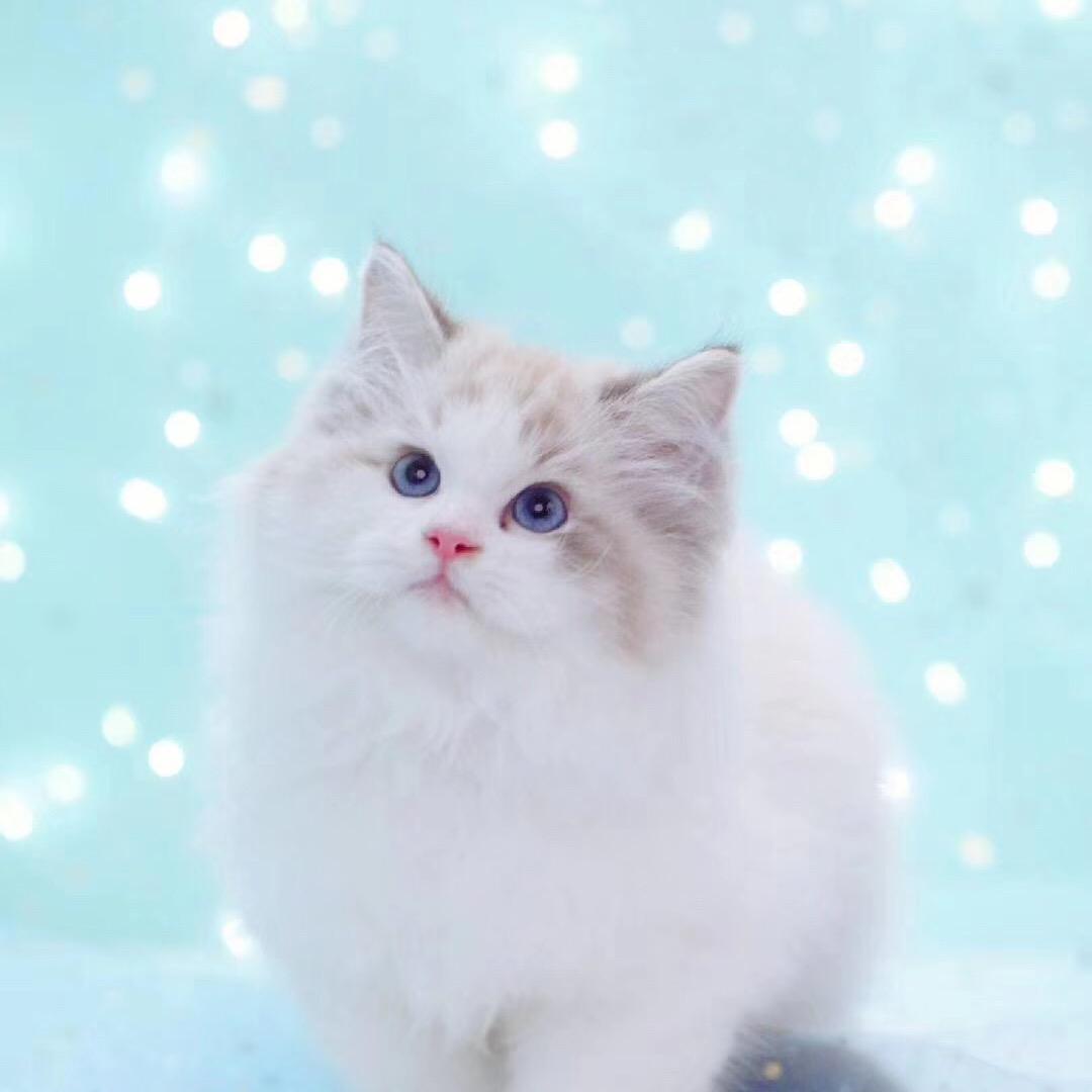 小奕珍品