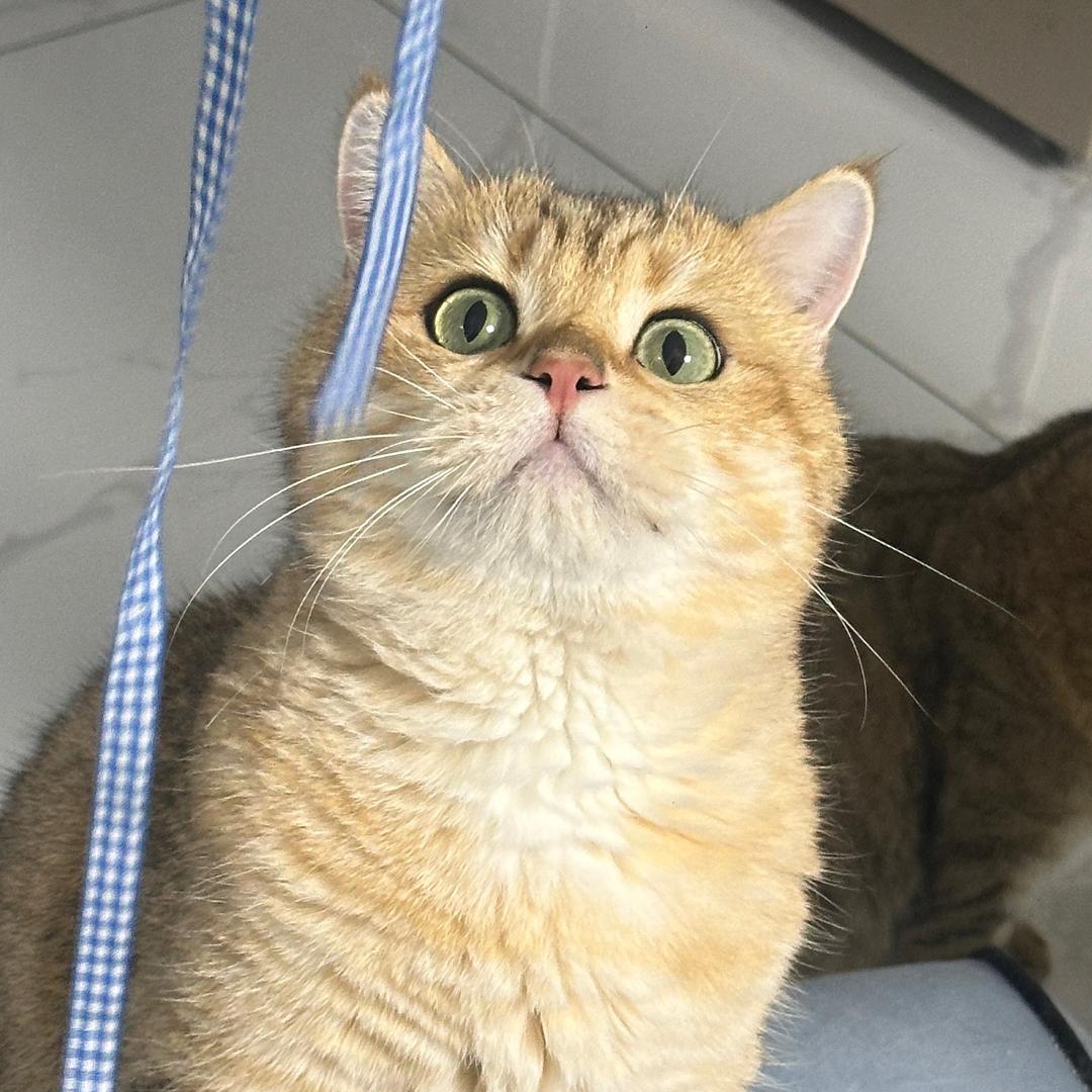 喵呜囤货官