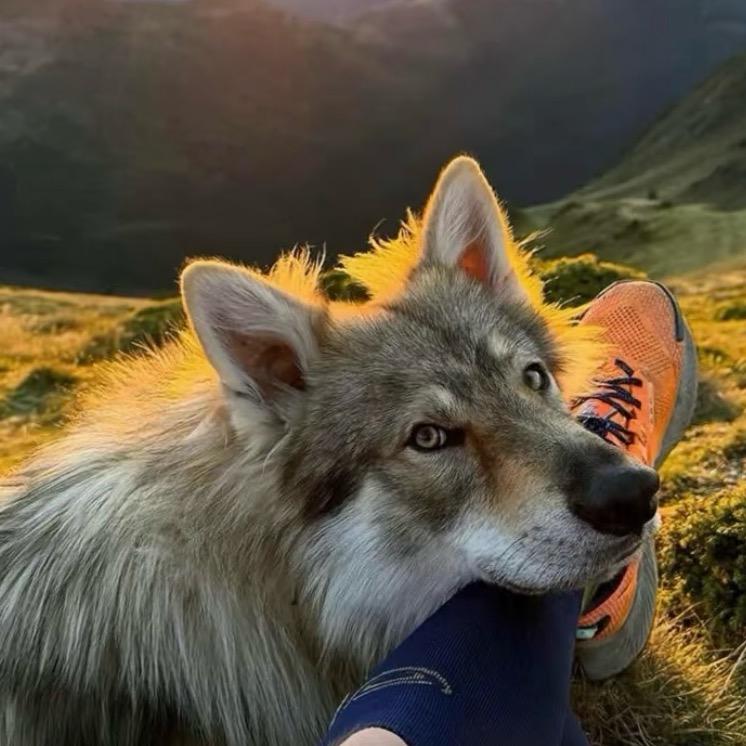 德宏梁龙犬舍（回收/批发宠物）