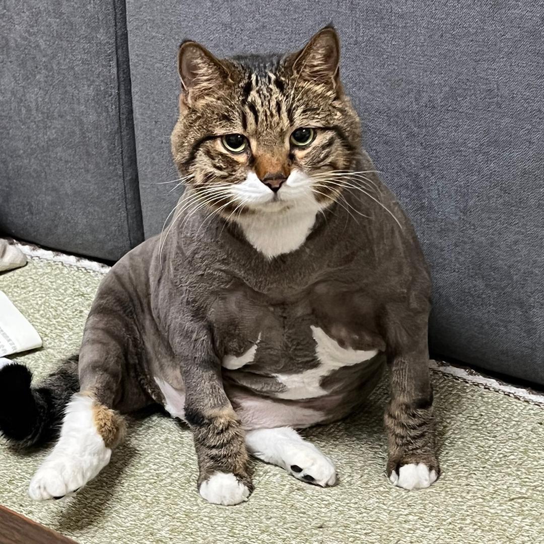 肥嘢和翠花