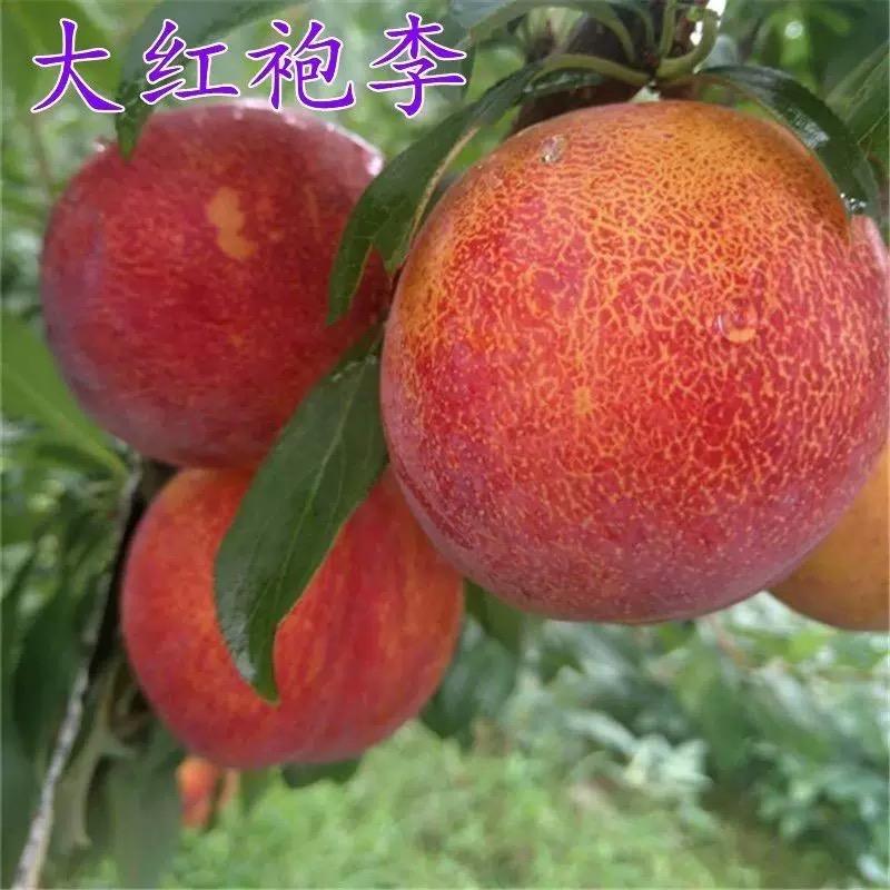 果木岛大雅果树苗木专卖店