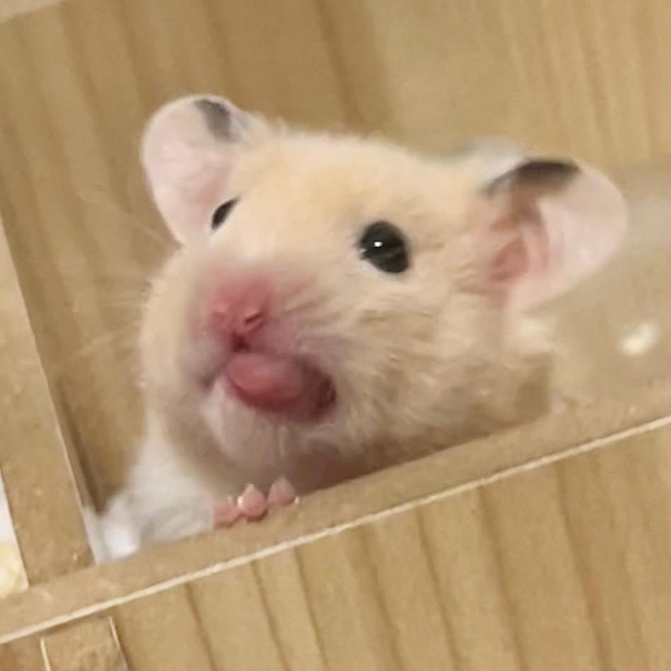 三三仔是只小仓鼠