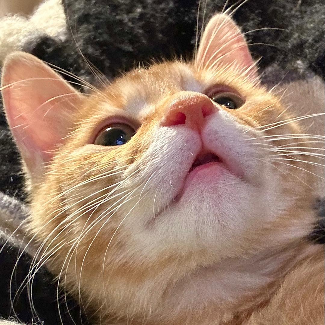 菠萝小狗猫