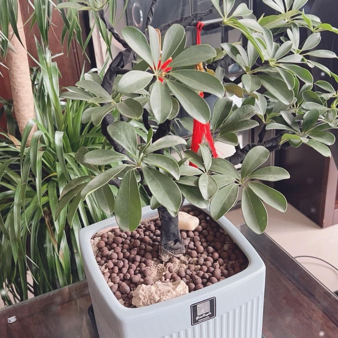 小东