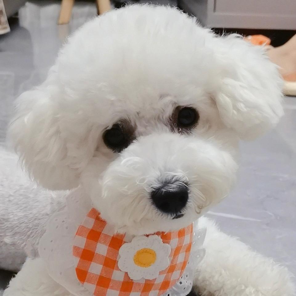 雪球妹妹