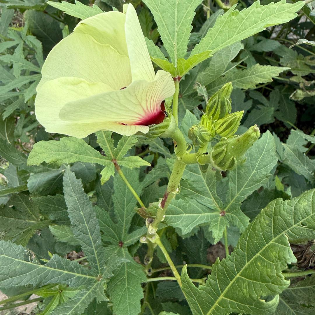 百草说
