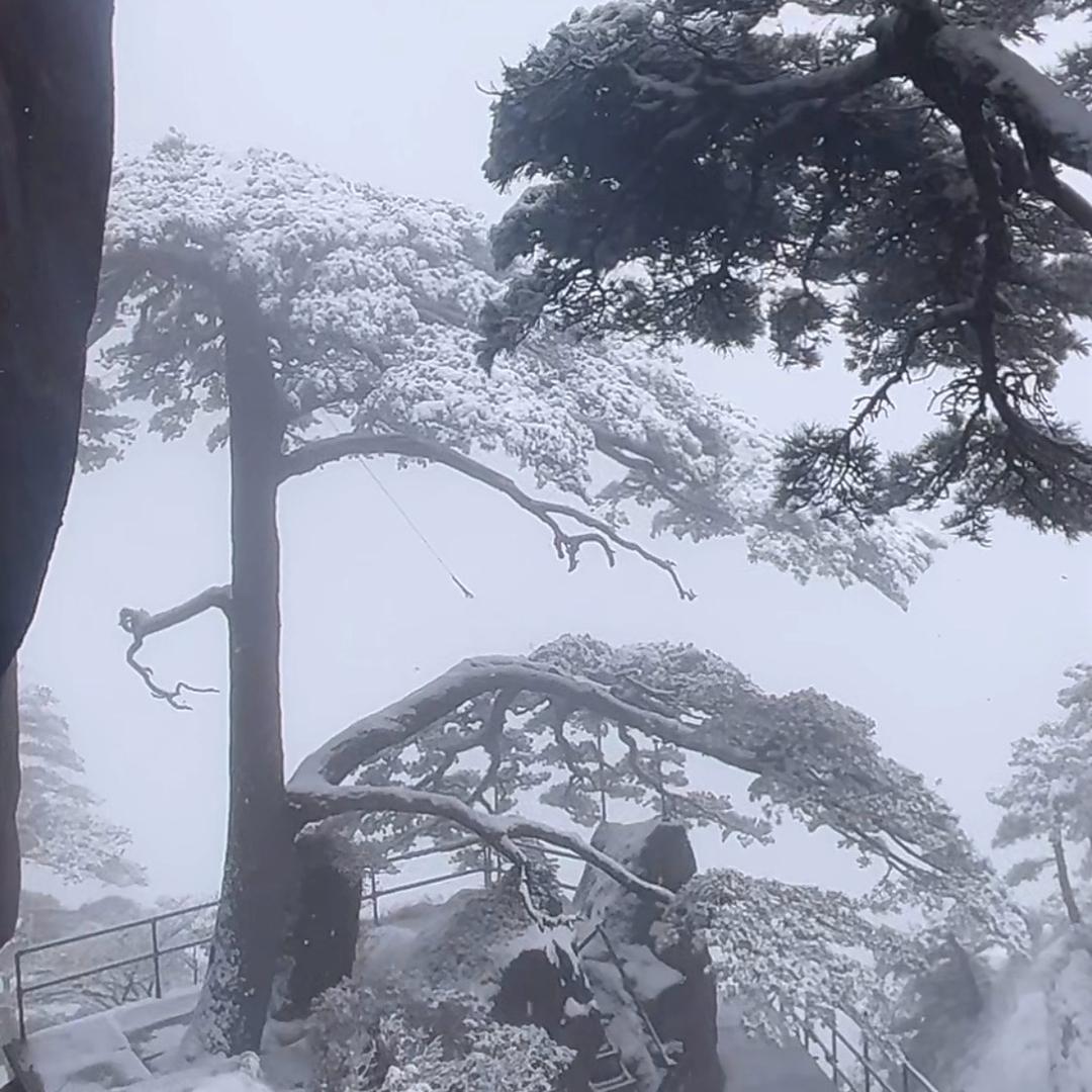 山猫家养