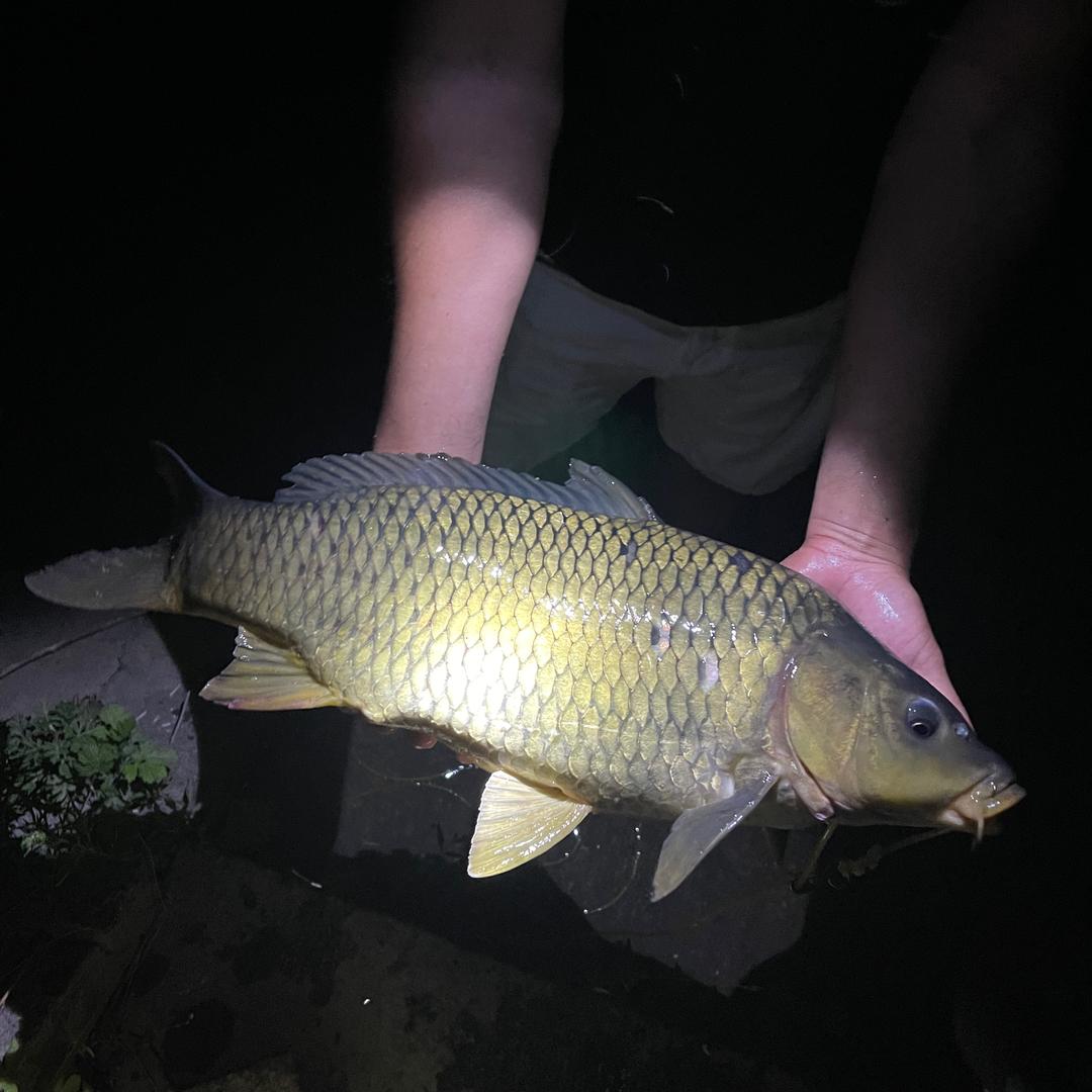 🎣钓鱼 🎣刘