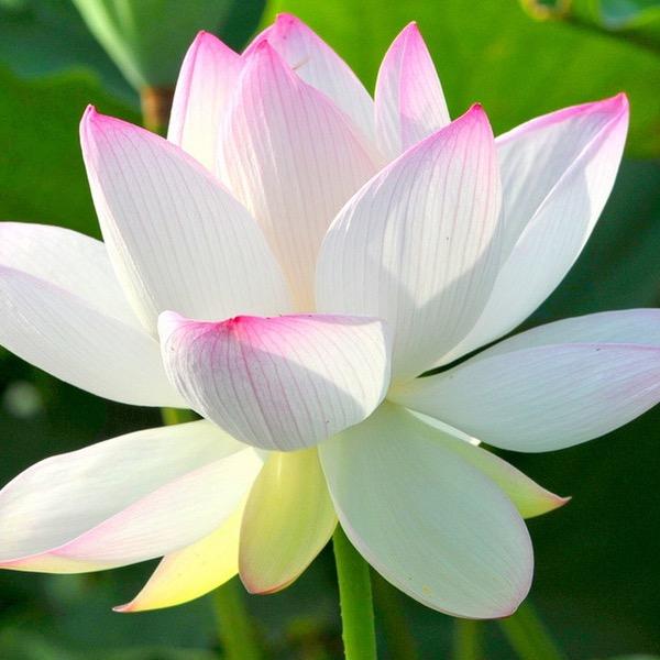 小九九核桃