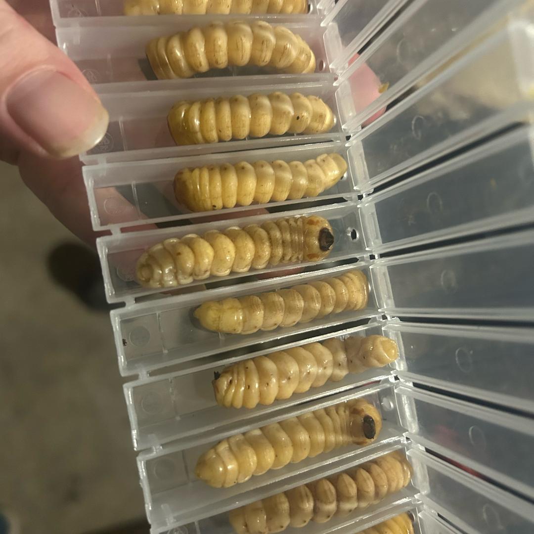 （户外阿宇）斗米虫