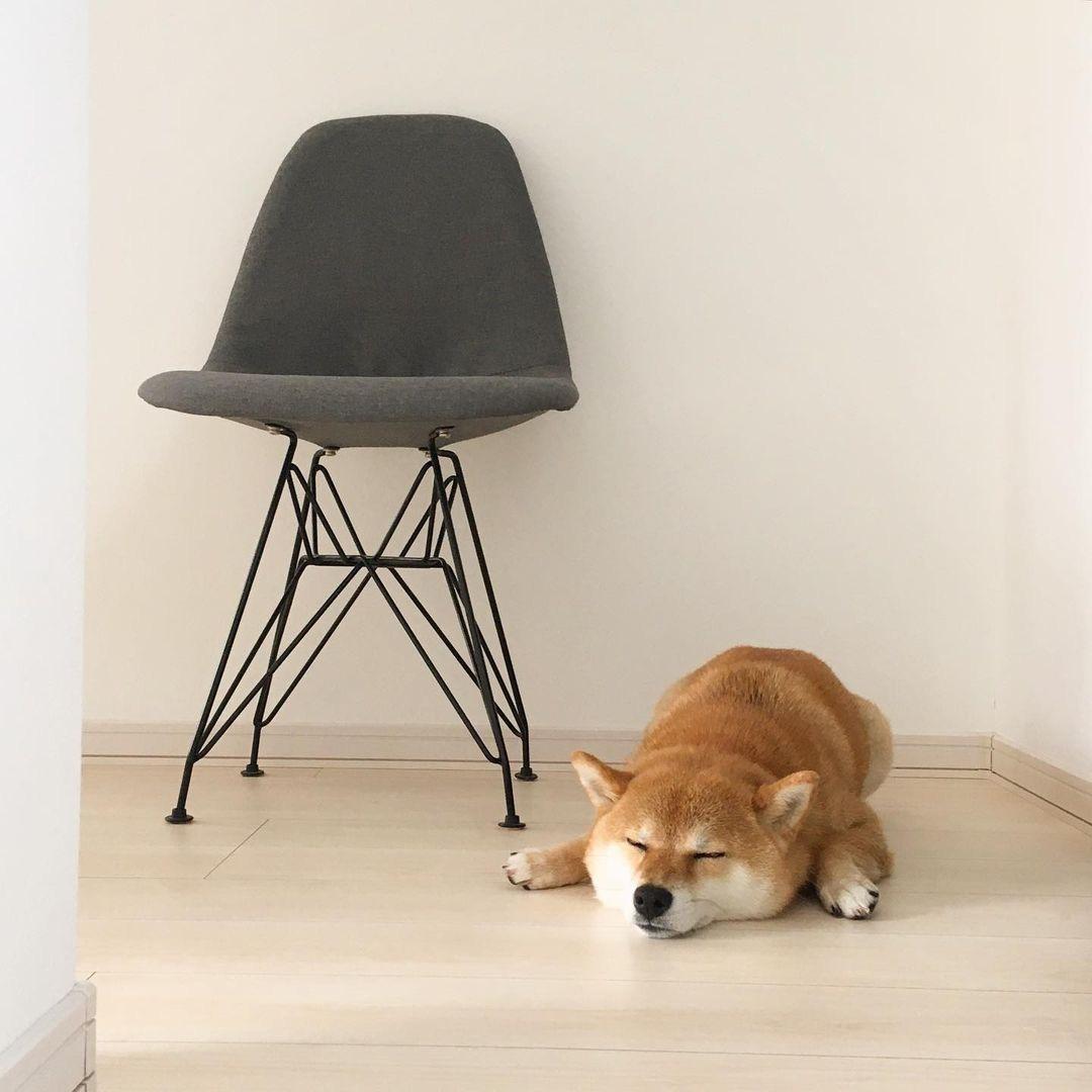 柴犬课代表