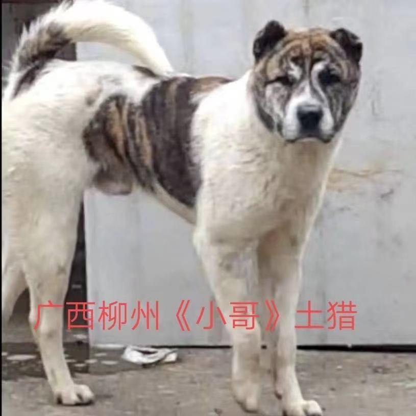小哥精选宠物店田园犬