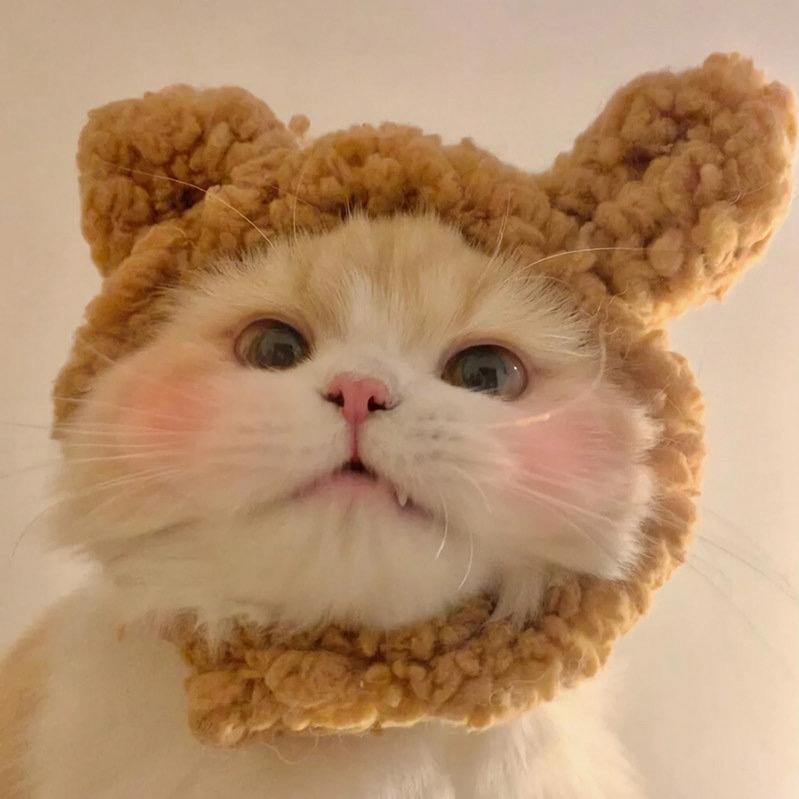 Cheese