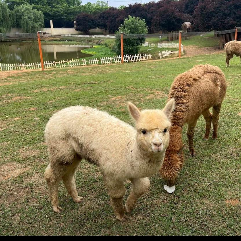 长沙动物王国团购