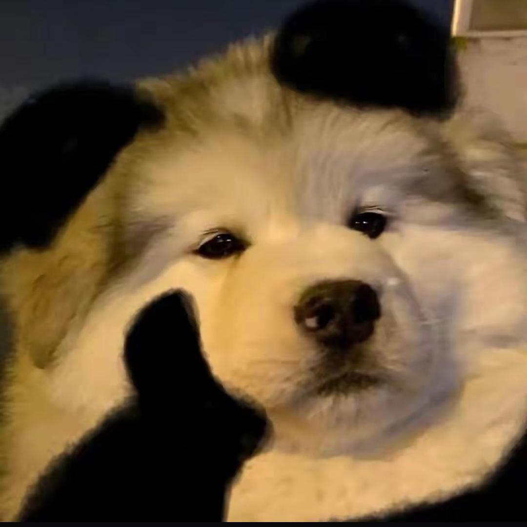 二哈