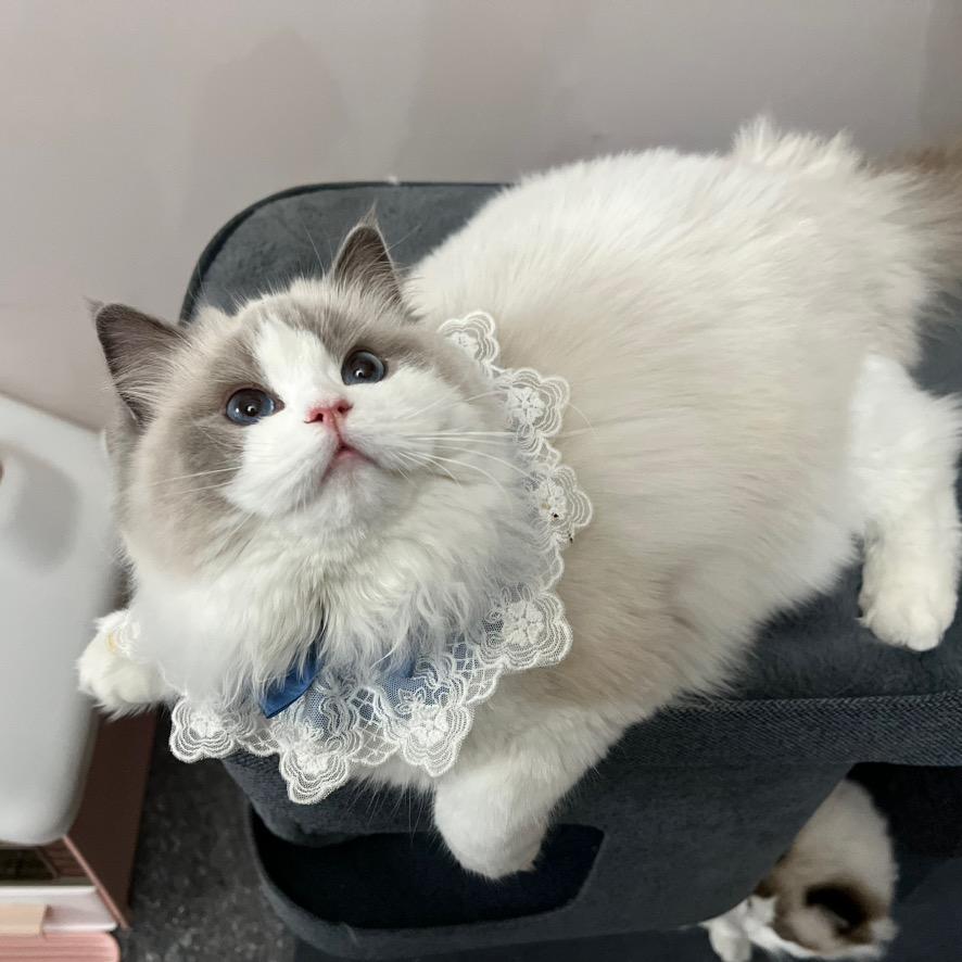 樱子.家布偶猫