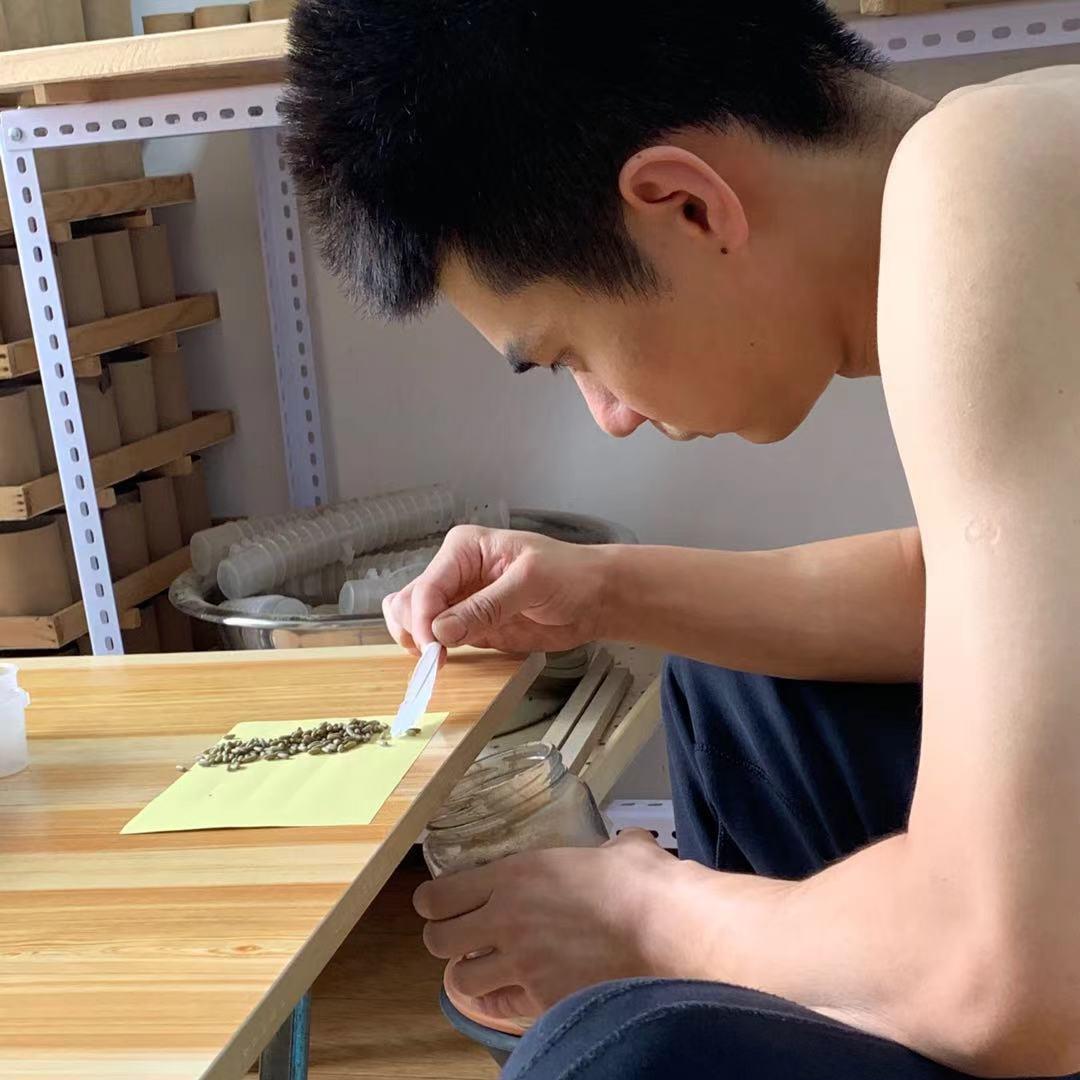 小龙鸣虫