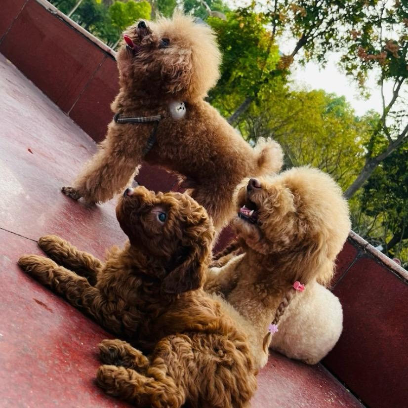 ᥴꫝꫀꪀᧁ 程ོ⁵²⁰