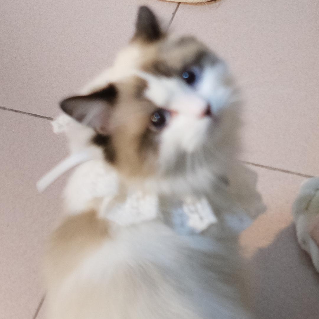 就放不下手机👋