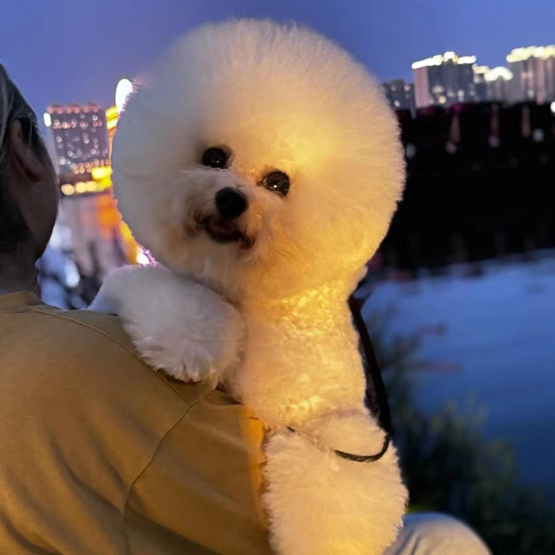 哈尼家的比熊们，