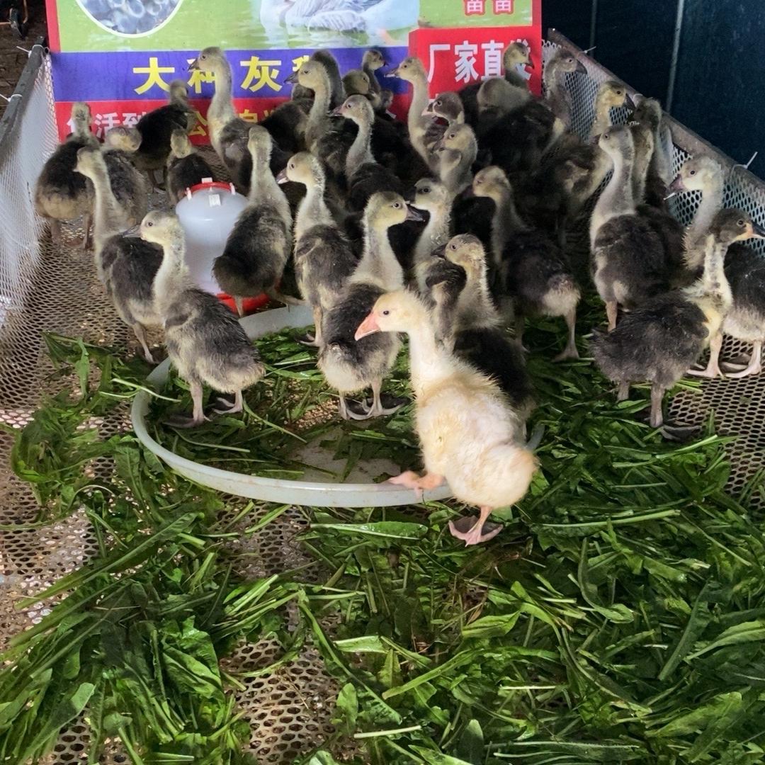 圣宝汇禽业1店