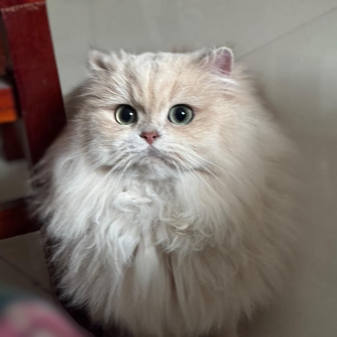 珊瑚家有猫（卖猫版）