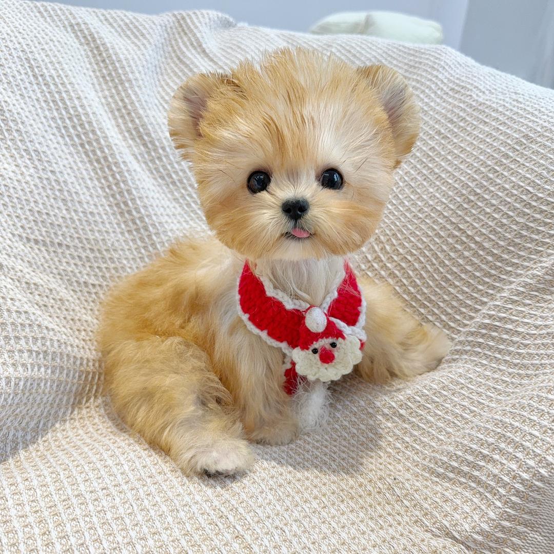 楠楠家约克夏买手@抖音