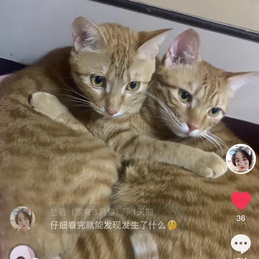 兰若姐（家有3只猫）