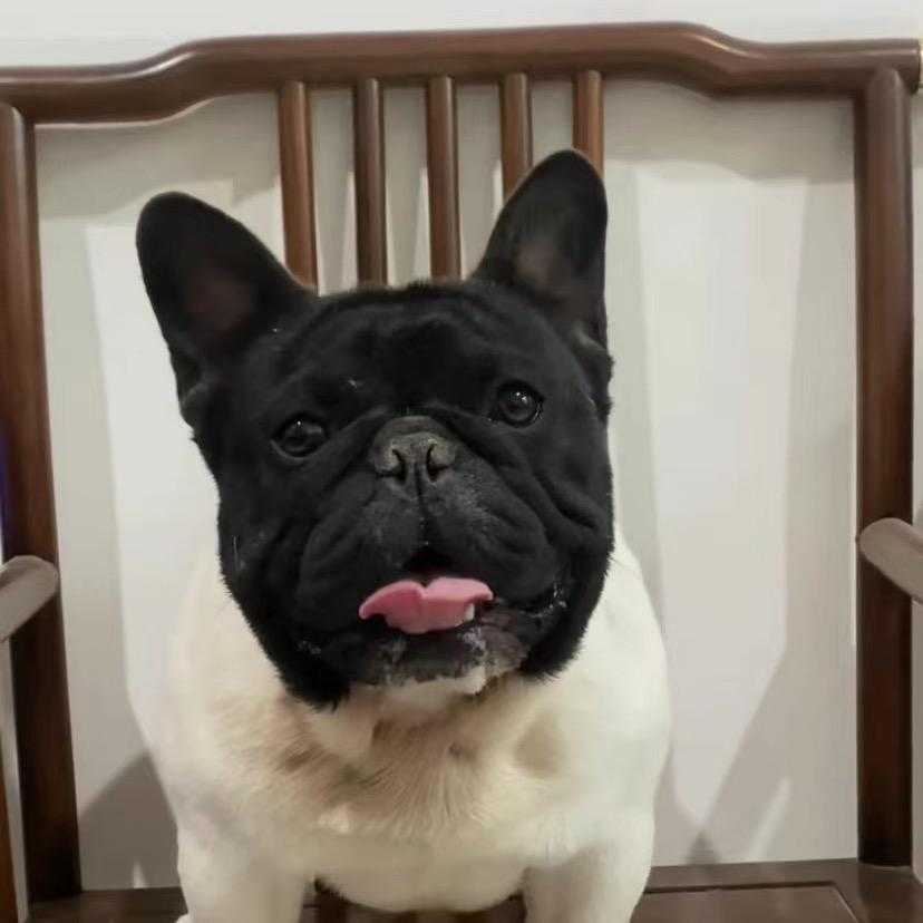 拂晓法斗犬舍（黑头白身法斗）小东