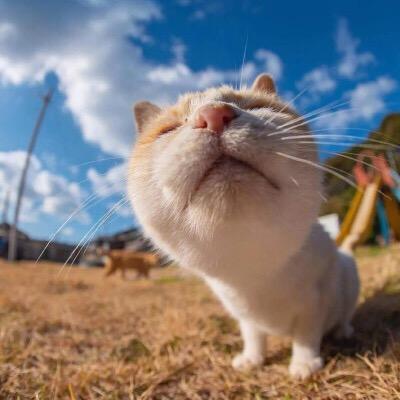 超级萌宠