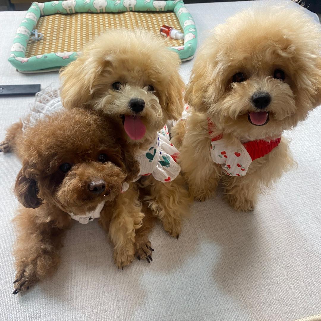 CoCo是只泰迪熊🧸