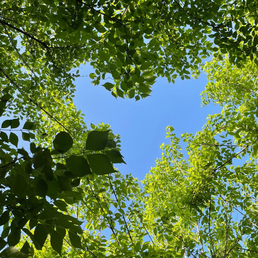 简单☘️