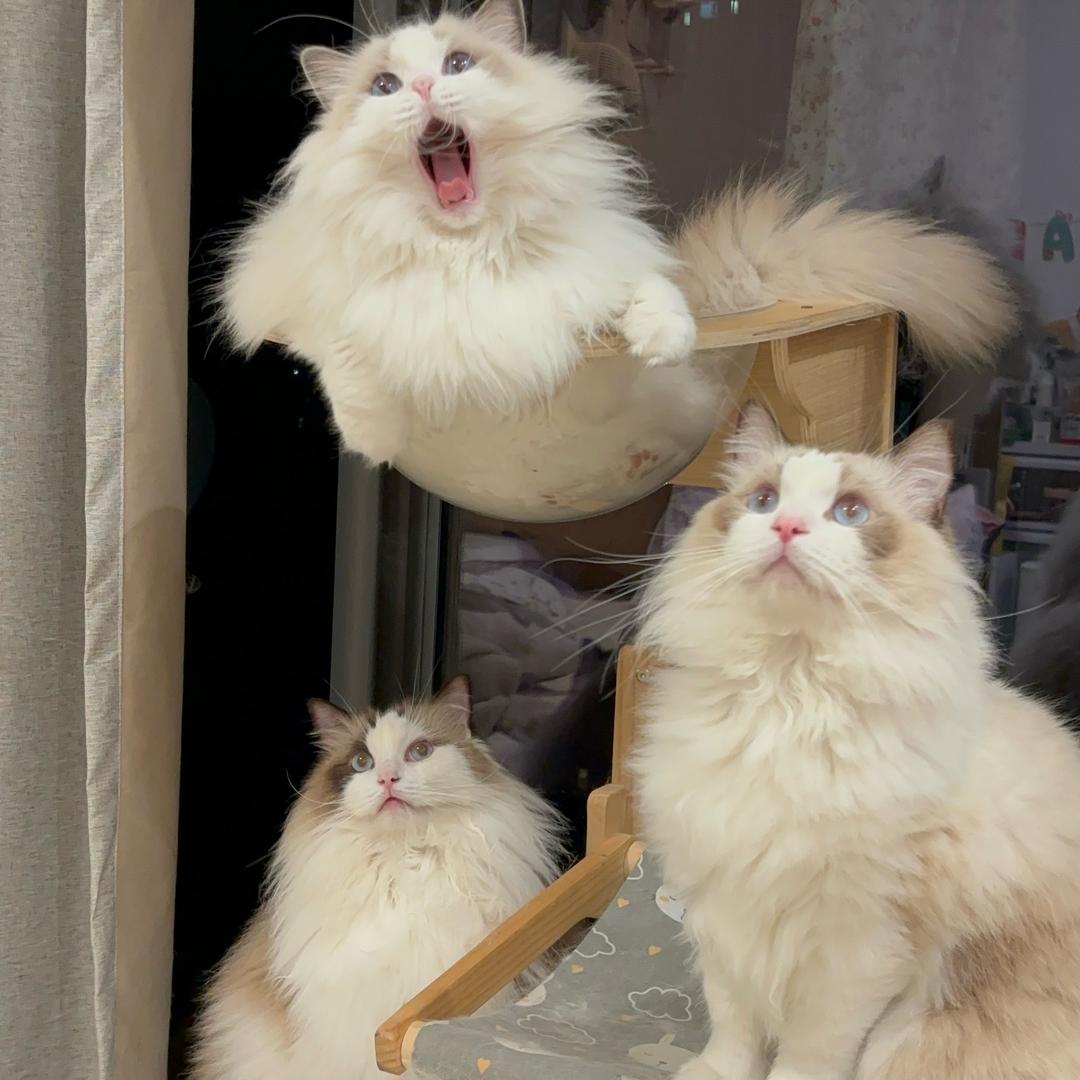 猫毛满天飞