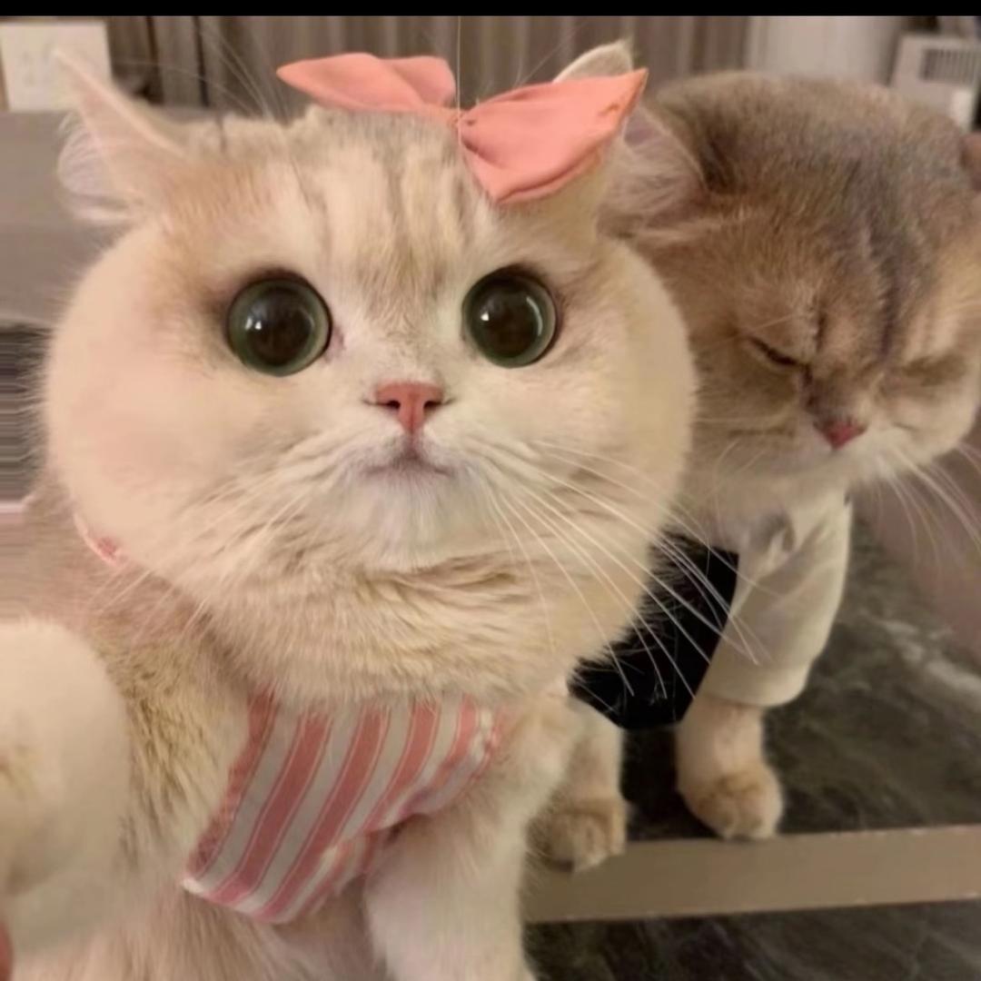 想必这就是康家姨母吧