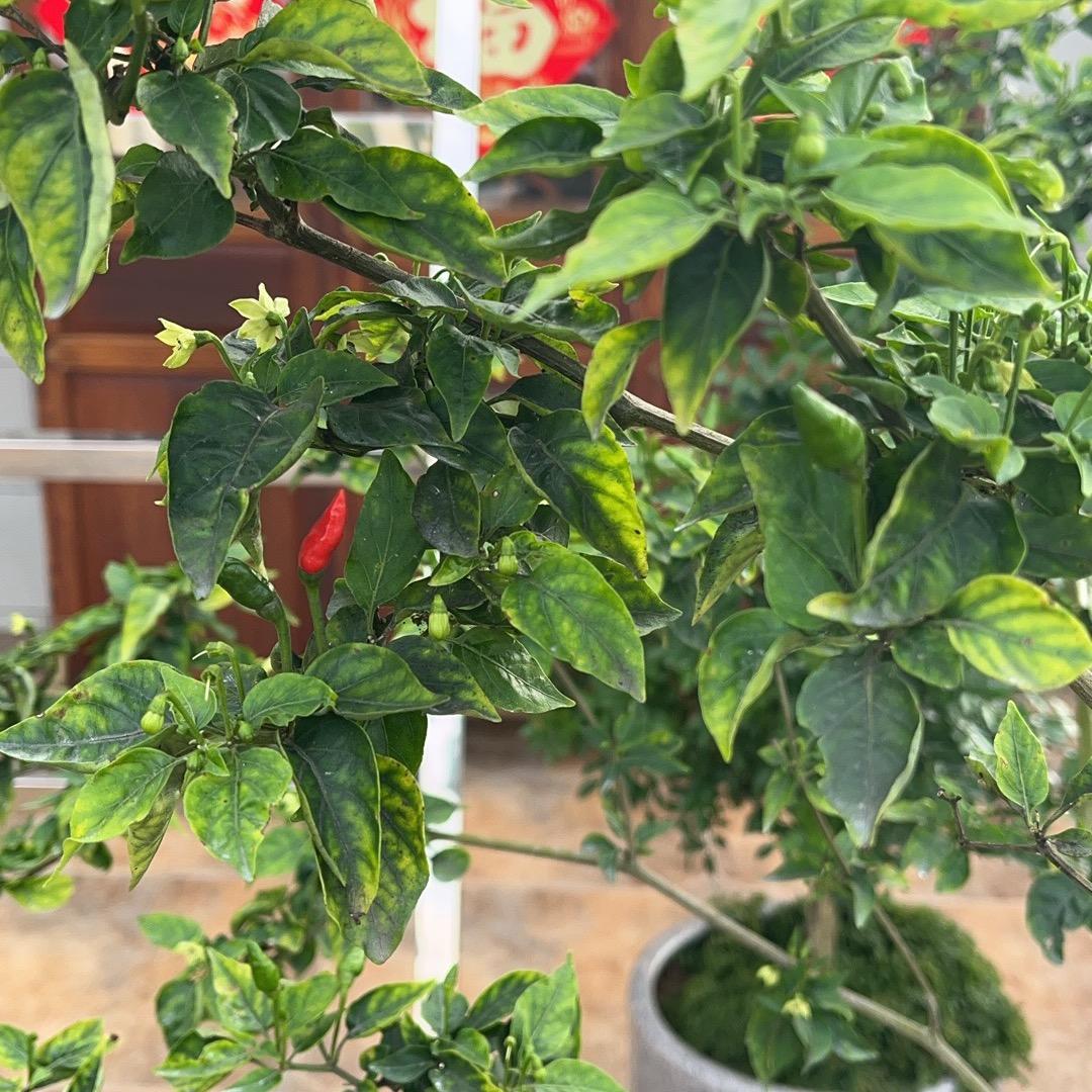 曾爷
