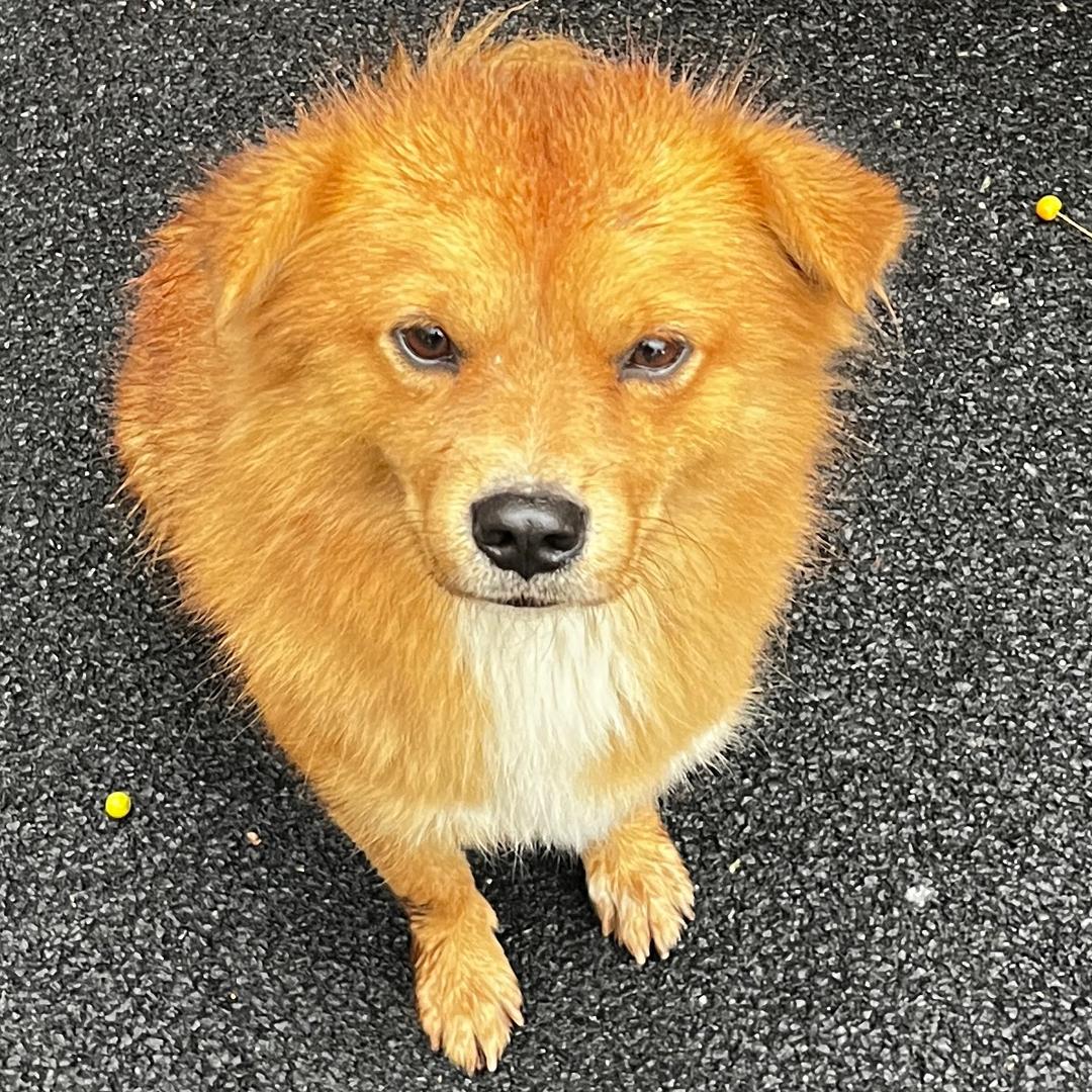 宠梦小筑狗狗乐园