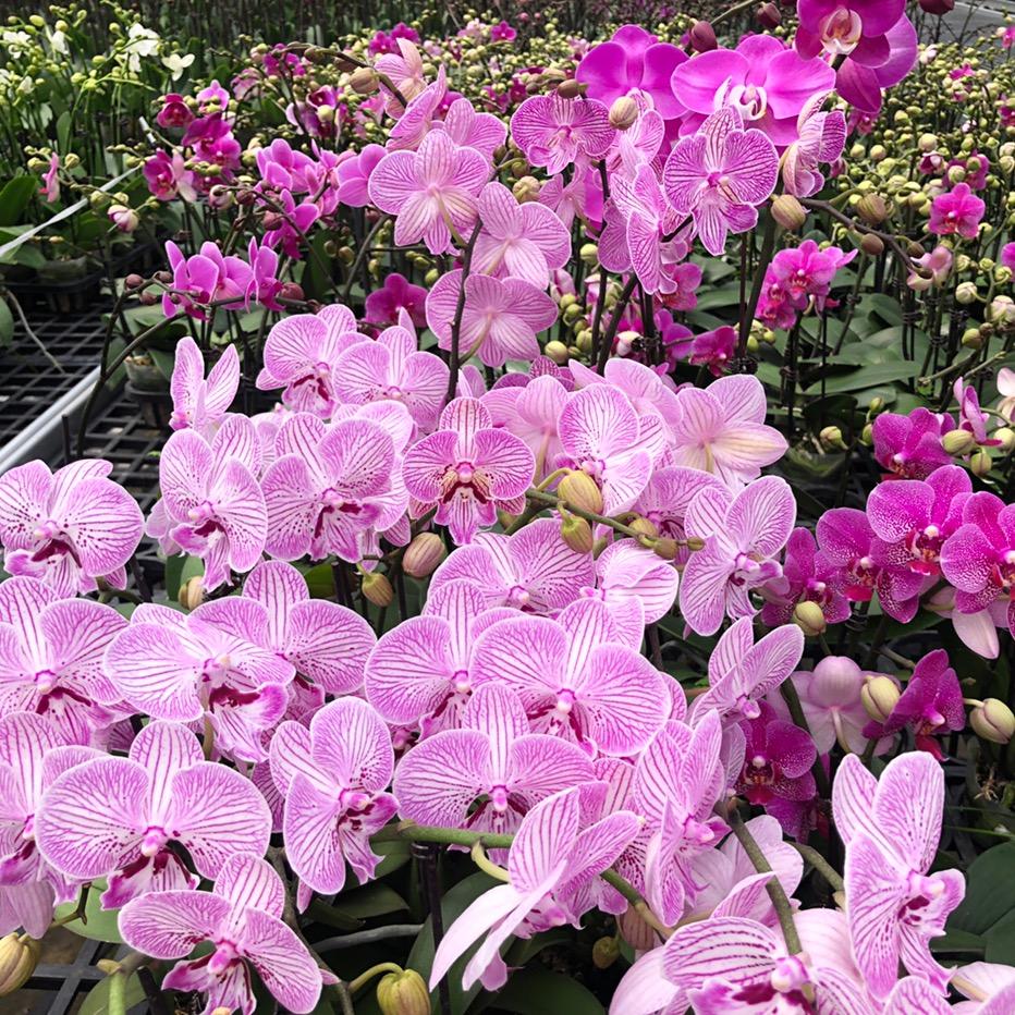 护花老头