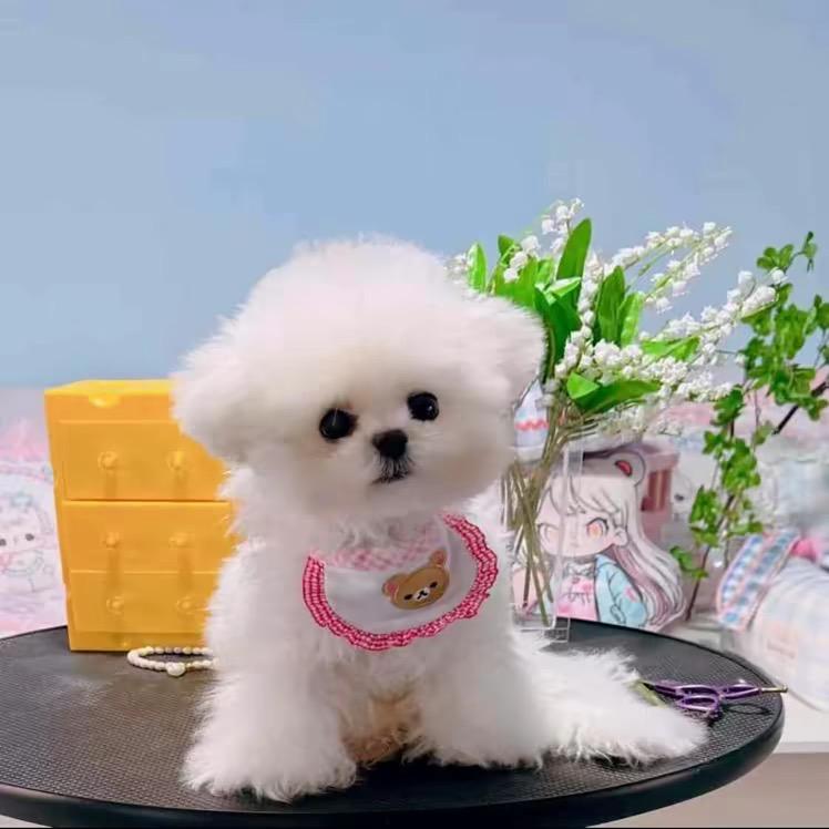 小玉家韩系比熊