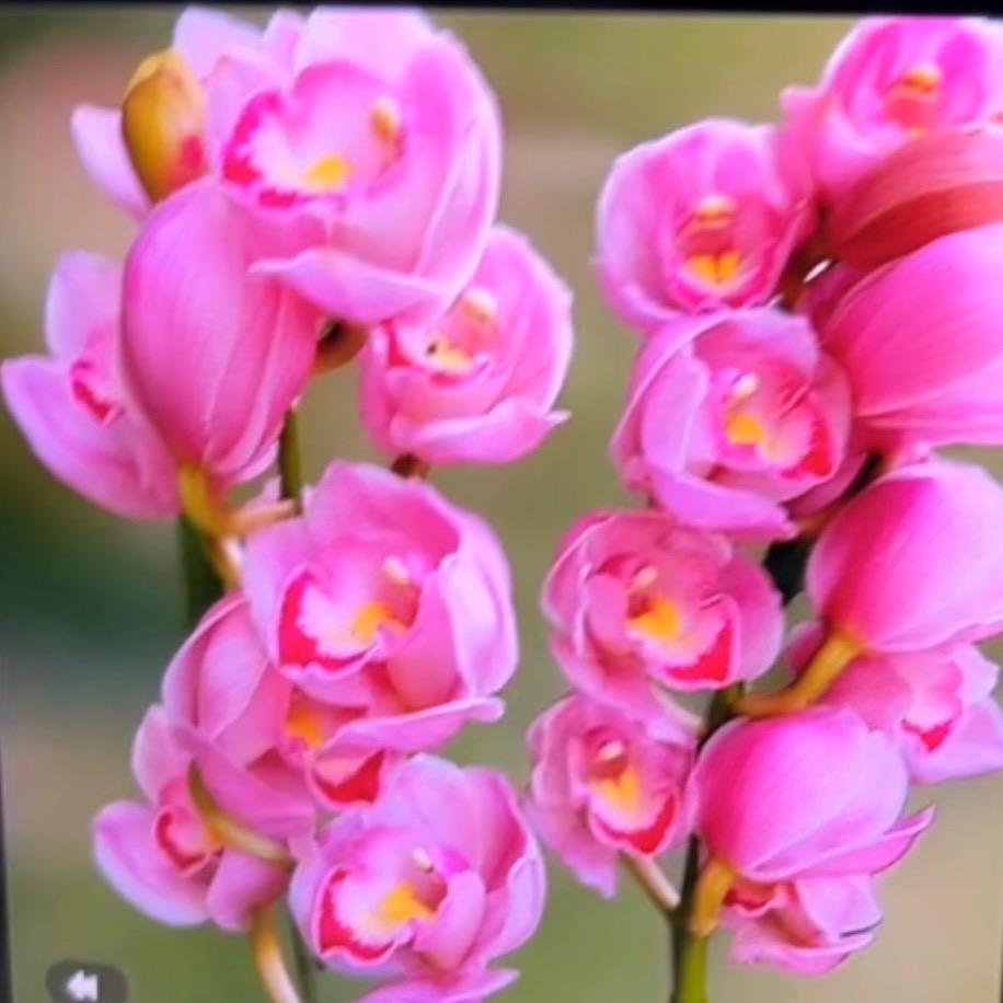 ꧁ ༺绮梦✨婷音༻꧂