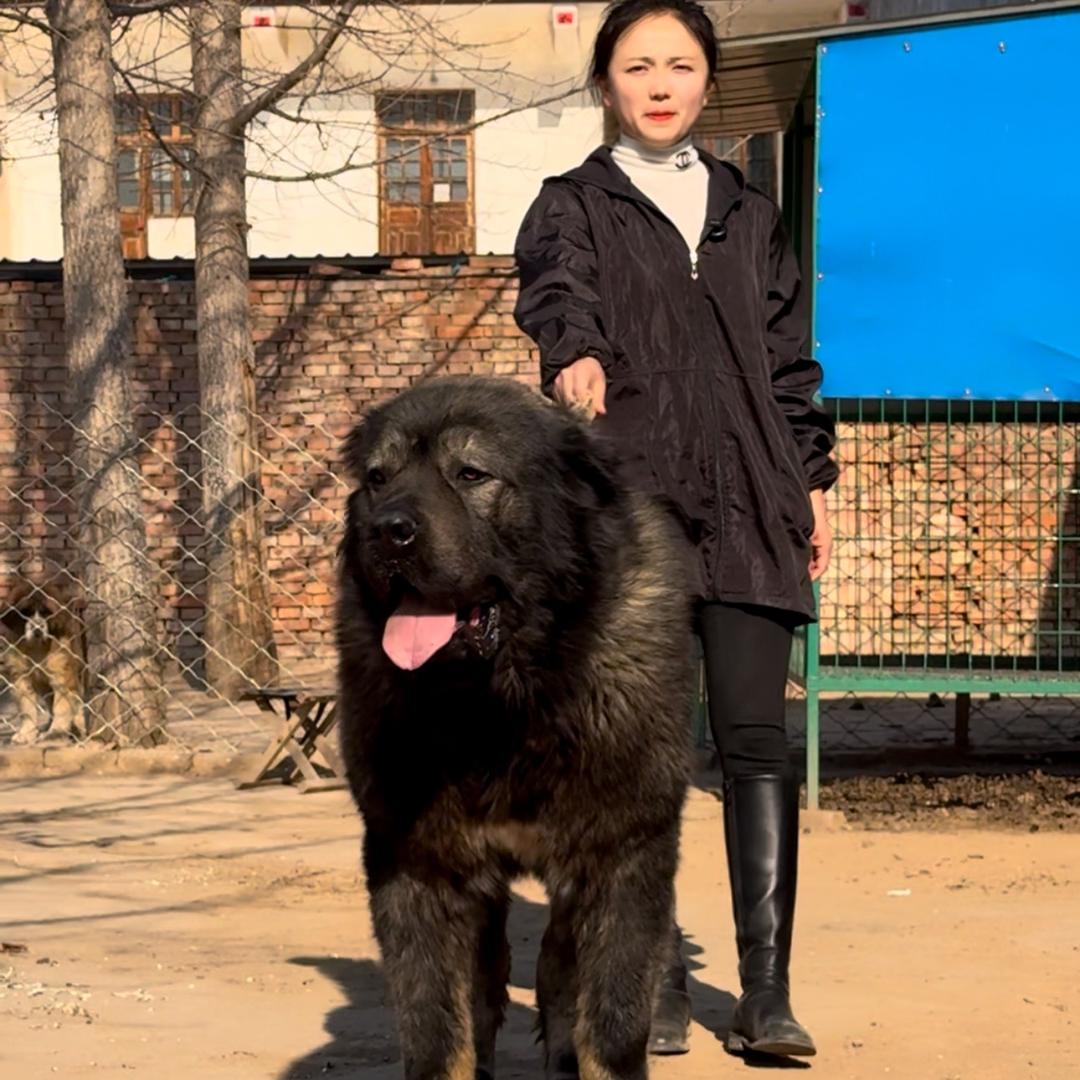 小美养犬