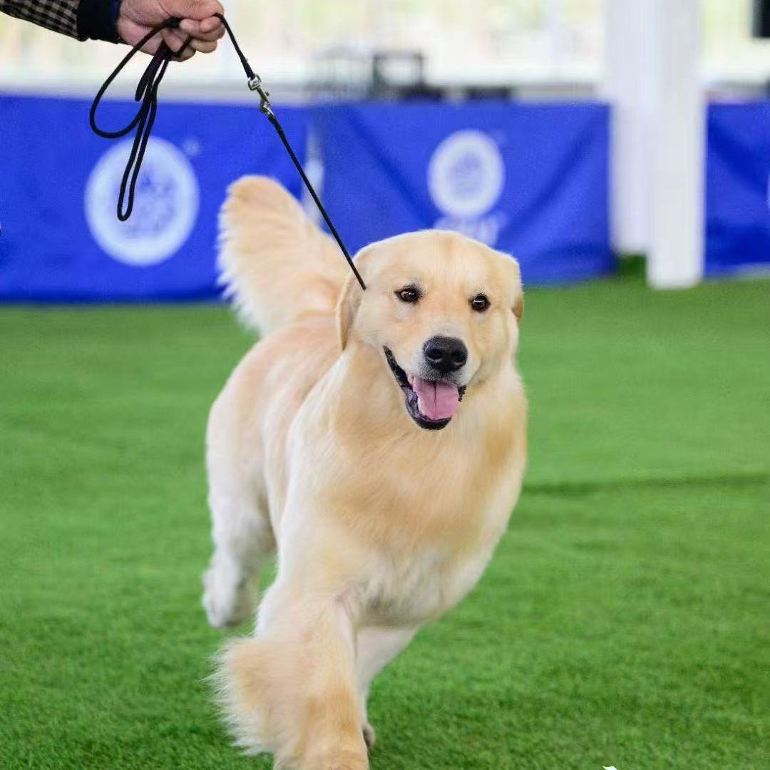 萌宠乐园金毛全舍