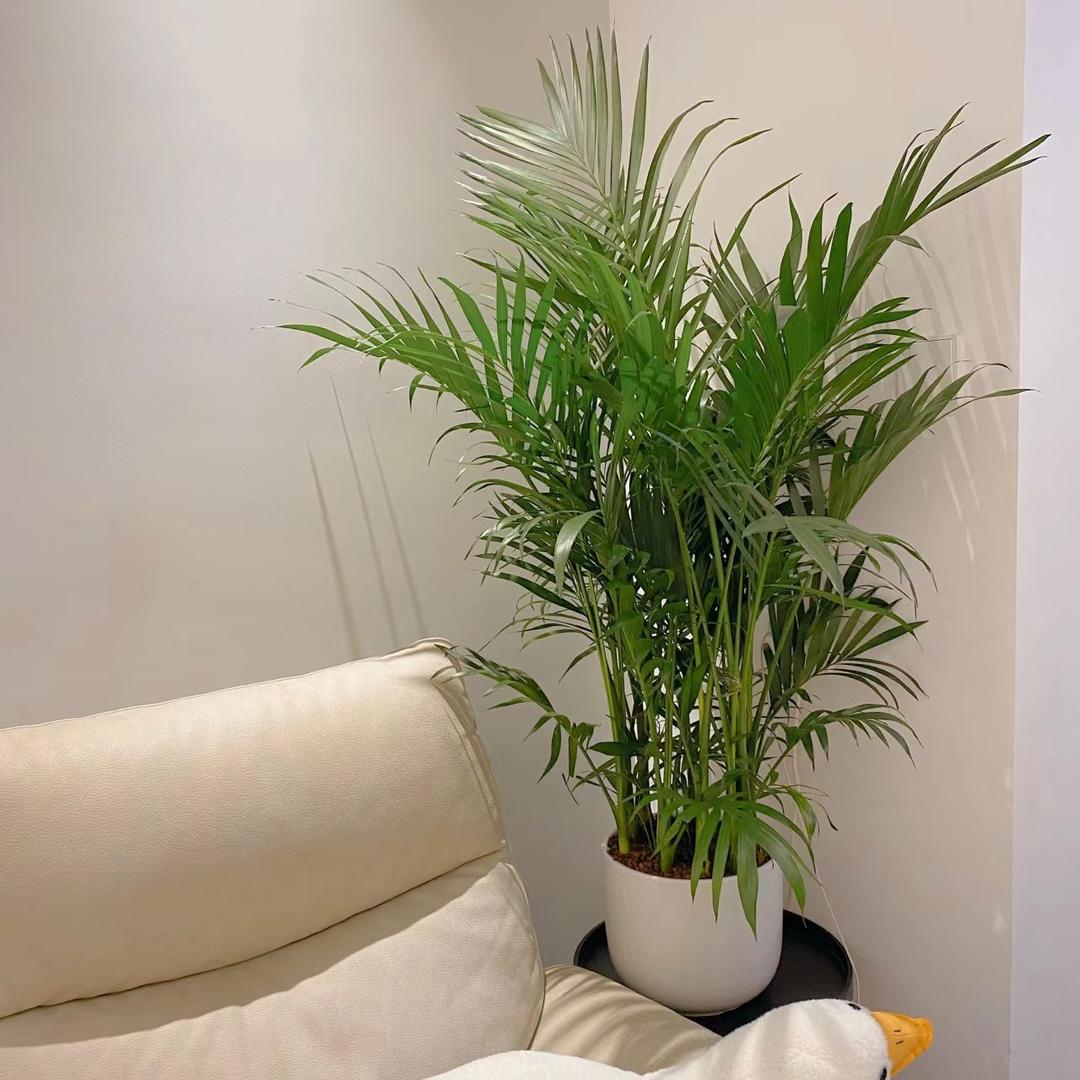 菲菲绿植店