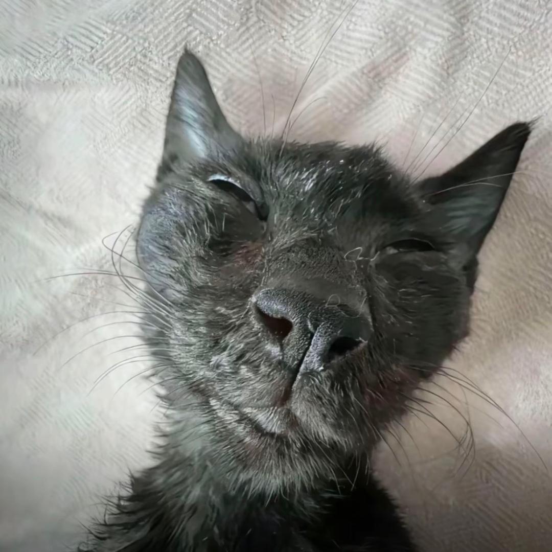 怪盗黑猫