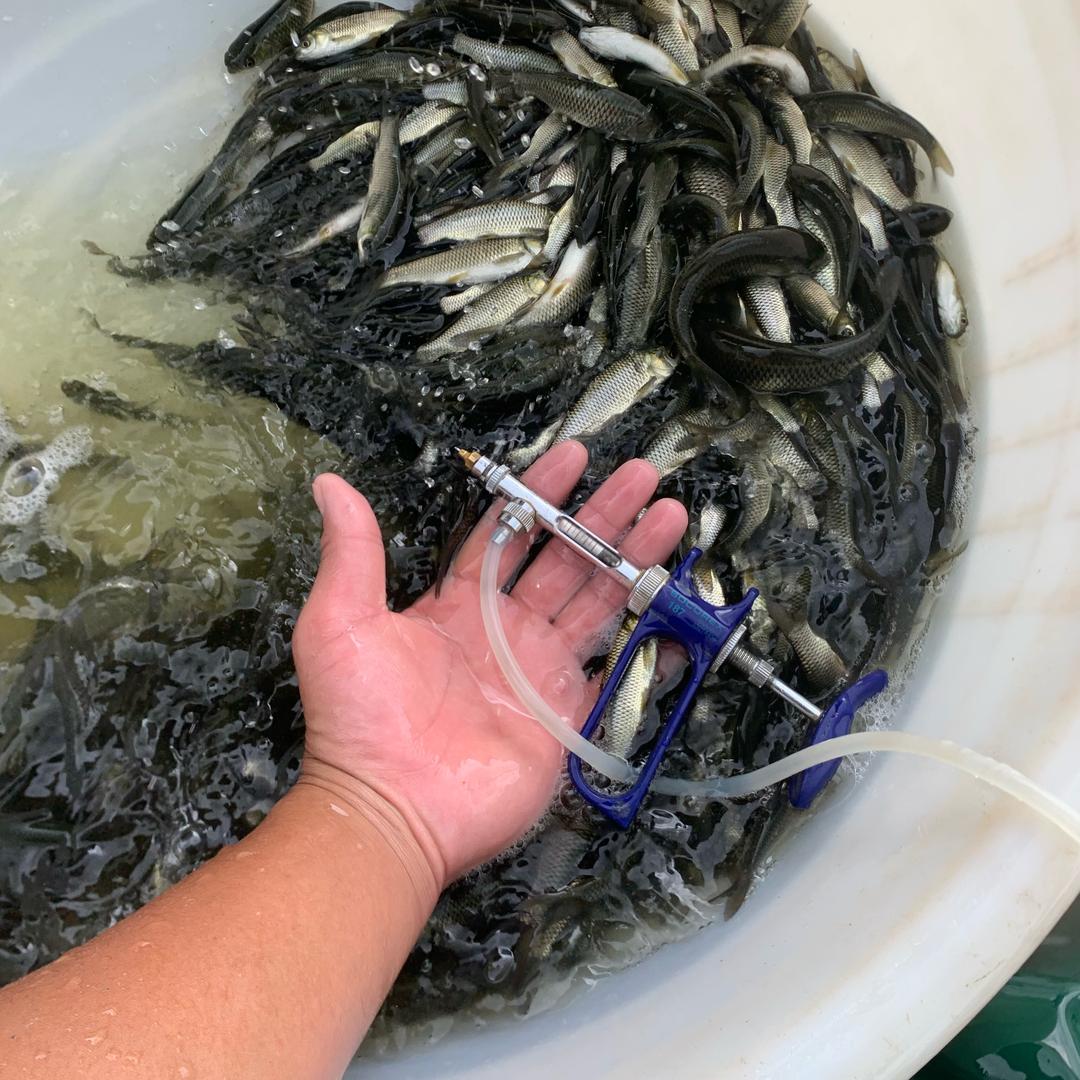 中山专业团队注射草鱼疫苗