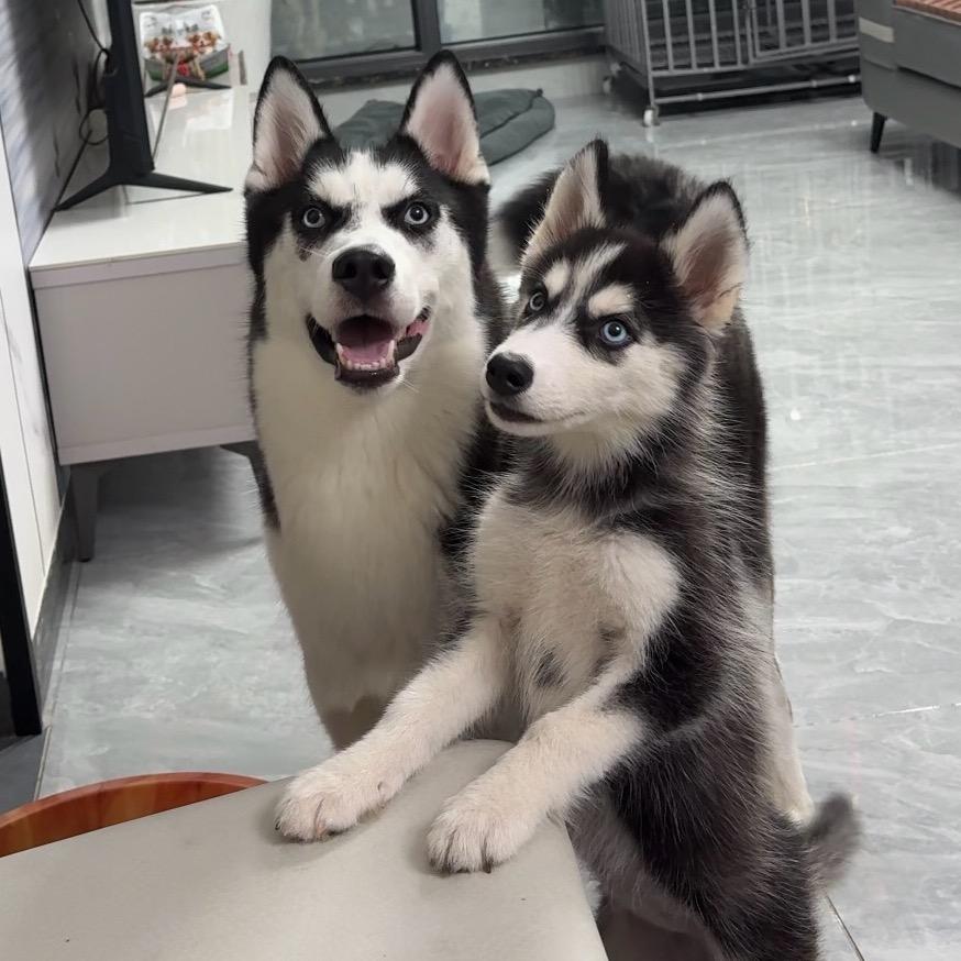@金条 金贝贝