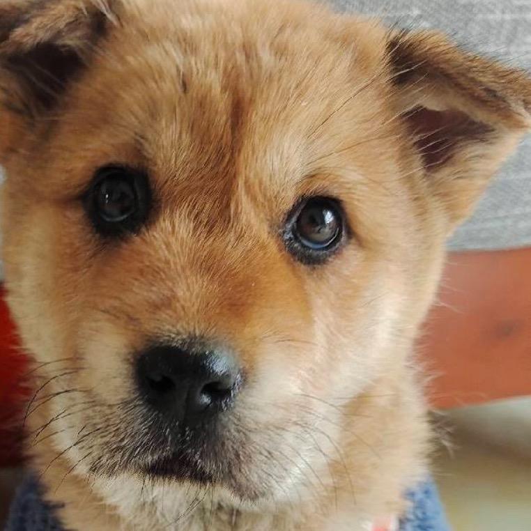 奈斯宠物大华犬舍