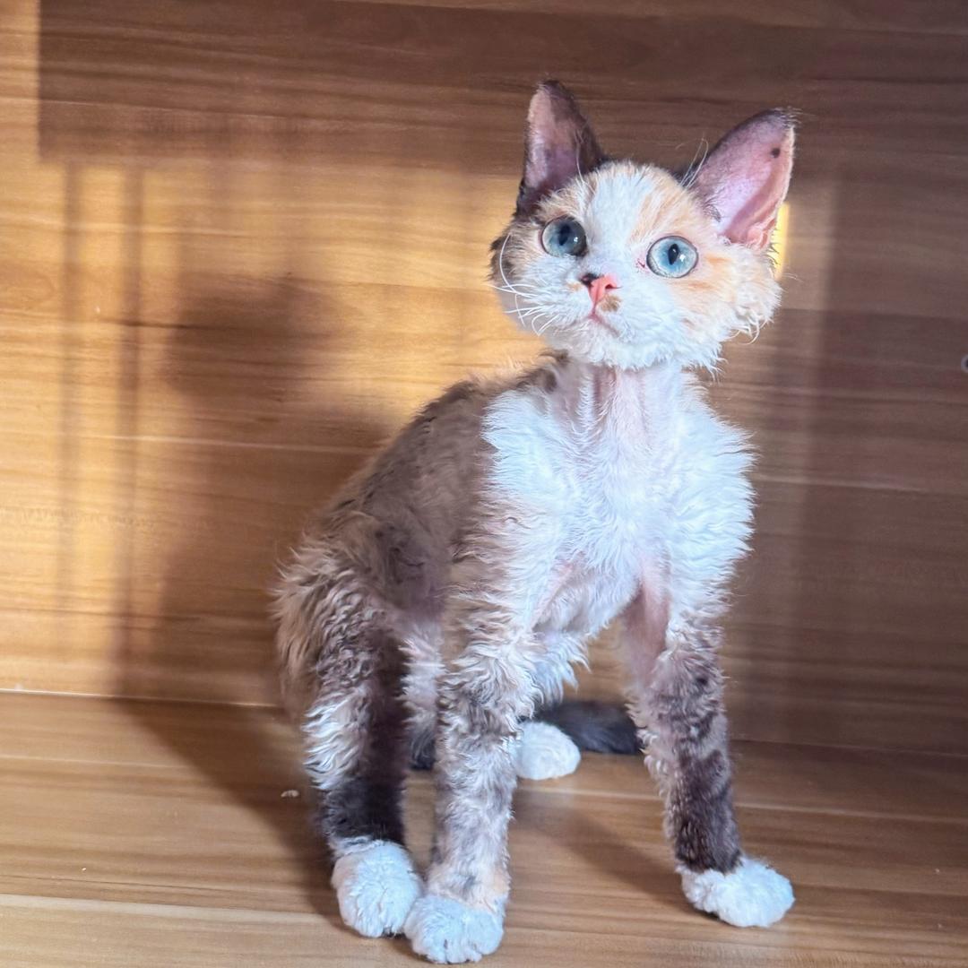 Tom和它的梦中情猫