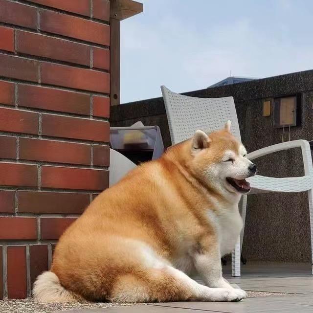 半吨兄弟studio